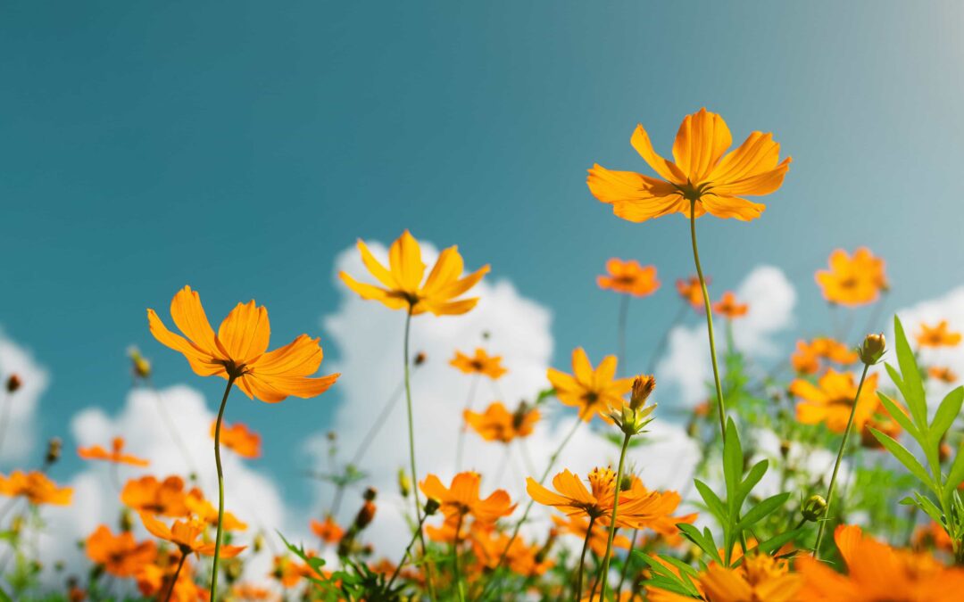 Neurodermitis im Frühling: Was tun, wenn die Pollen fliegen?