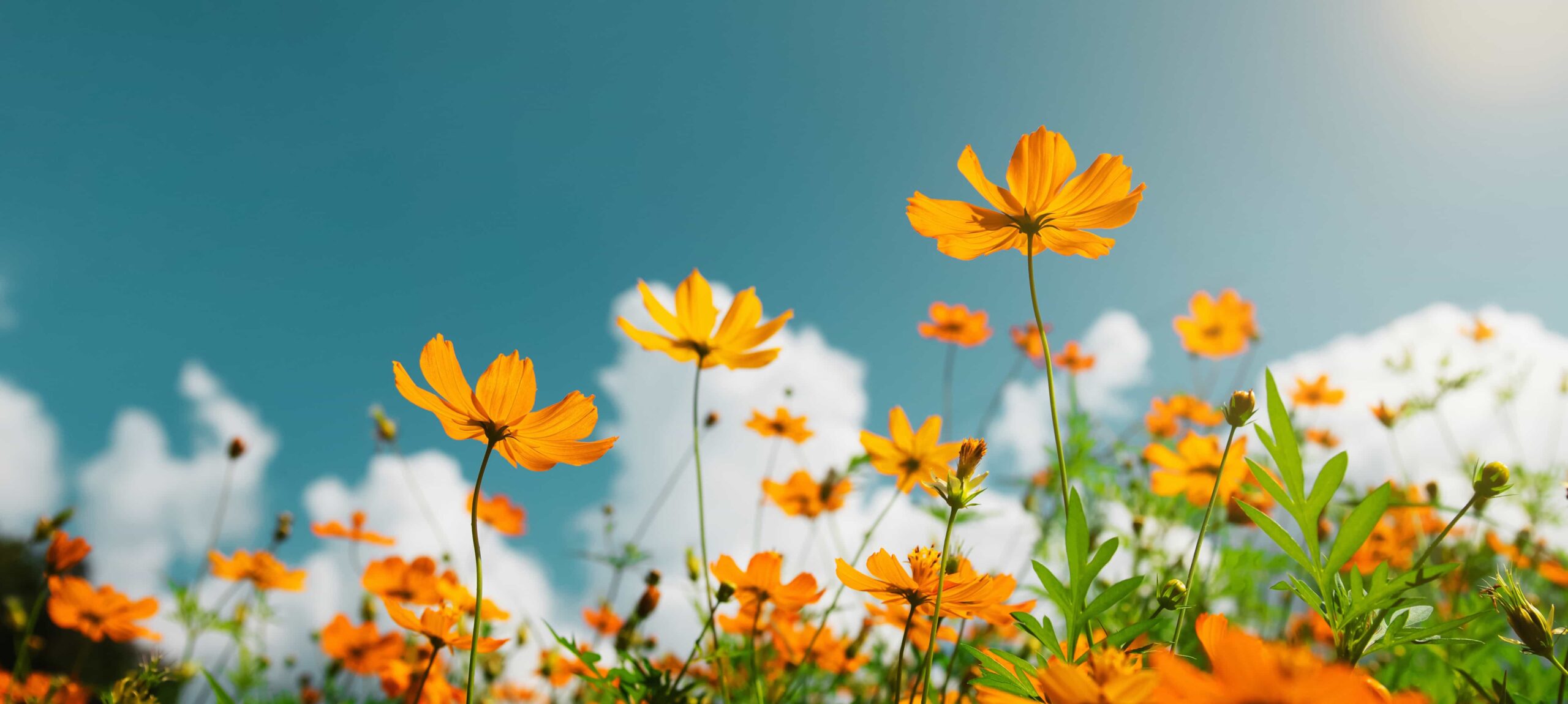 neurodermitis ratgeber alltag fruehling